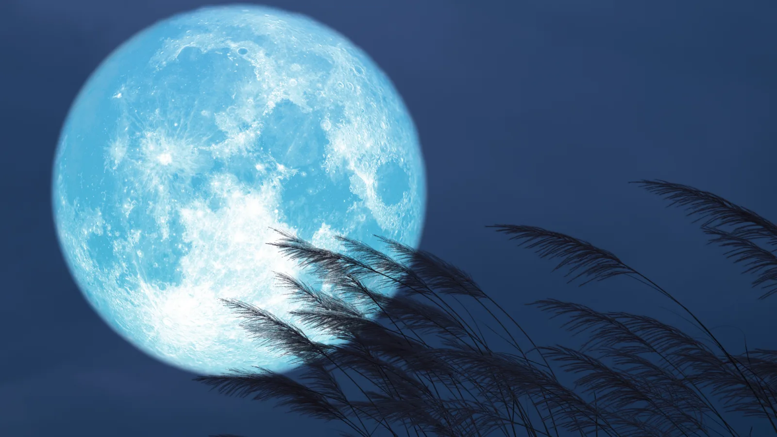 Full Harvest Moon rising behind wild grass