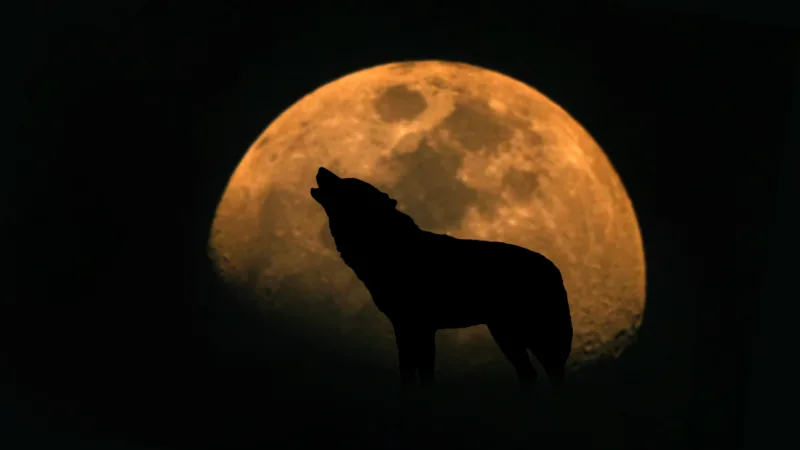 Silhouette,Of,A,Wolf,Howling,At,A,Large,Full,Moon.