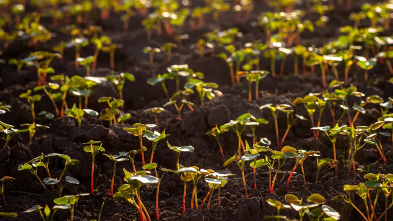 Buckwheat,Plants,Sprout,In,Neat,Rows,In,A,Field.,The