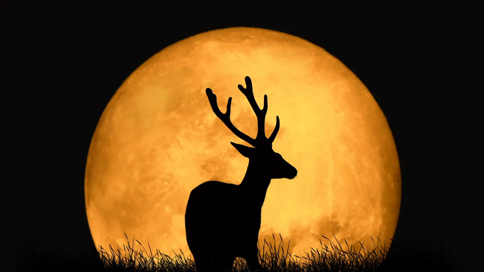 Silhouette,Deer,On,The,Background,Of,Red,Moon