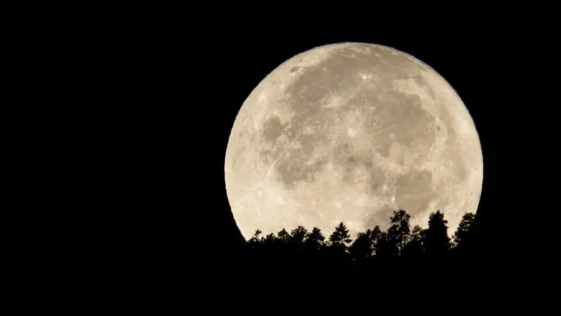 Massive,Full,Moon,Rising,Over,Pine,Forest,At,Night